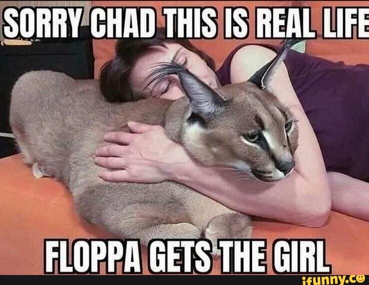 Chad floppa - 9GAG