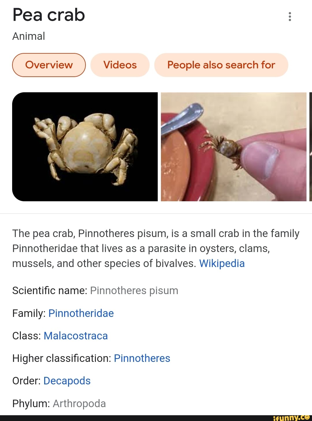 Pea crab Animal Overview Videos People also search for The pea