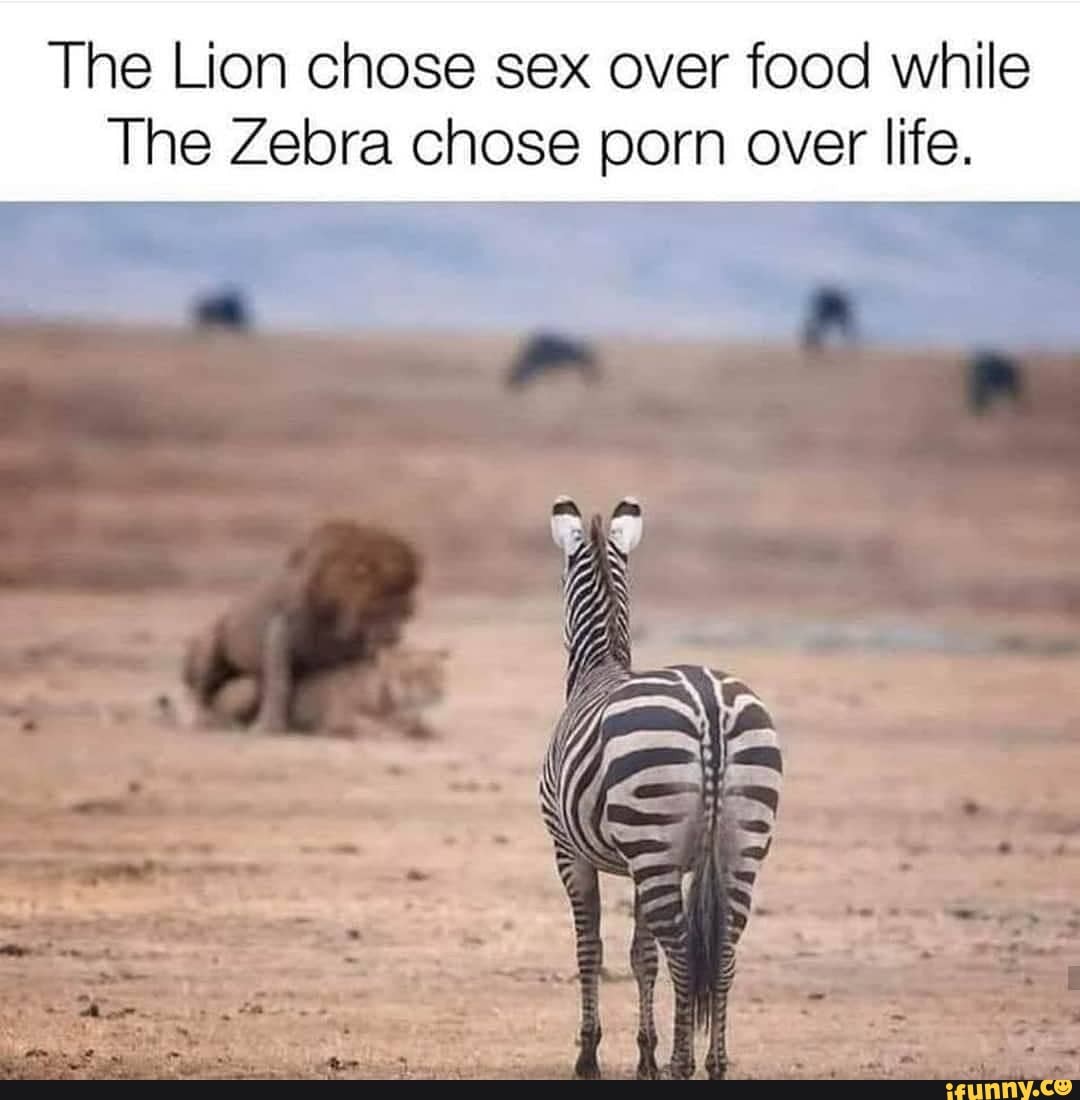 Zibr Sex - The Lion chose sex over food while The Zebra chose porn over life. ss -  iFunny Brazil