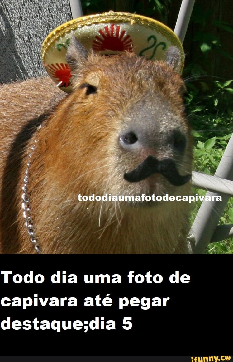 Memes de imagem WinPbZNWA por capivarinhaChan - iFunny Brazil