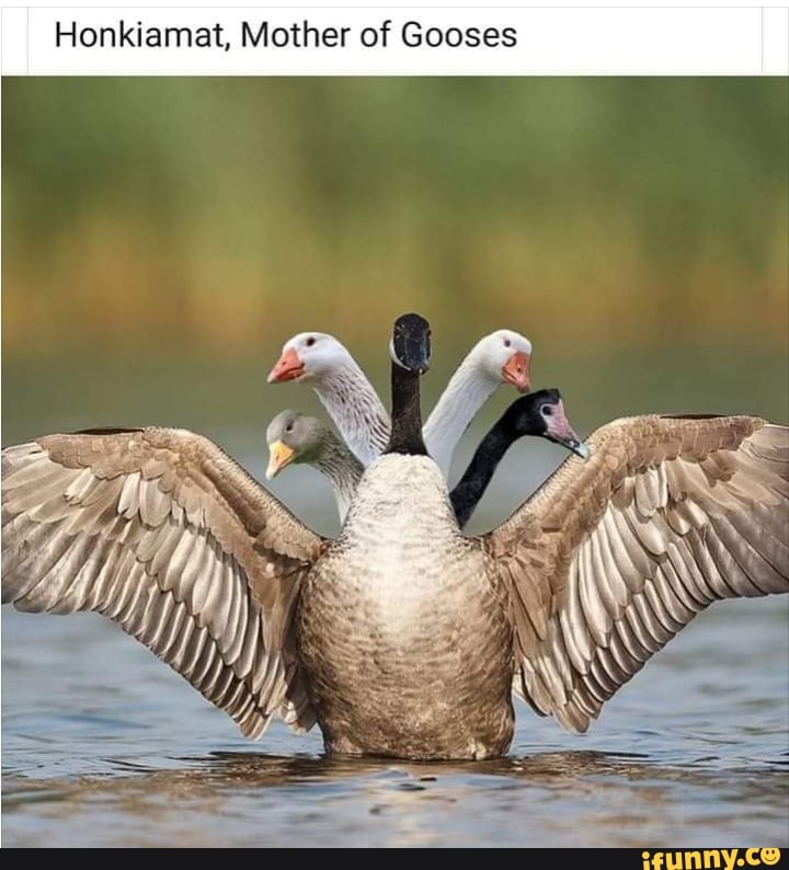 Goose memes. Best Collection of funny Goose pictures on iFunny Brazil