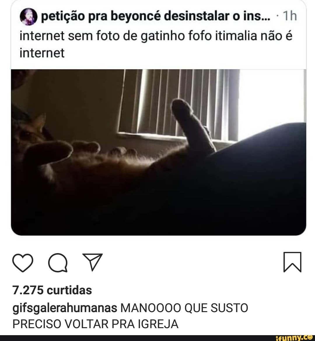 Gatinhofofo memes. Best Collection of funny Gatinhofofo pictures on iFunny  Brazil