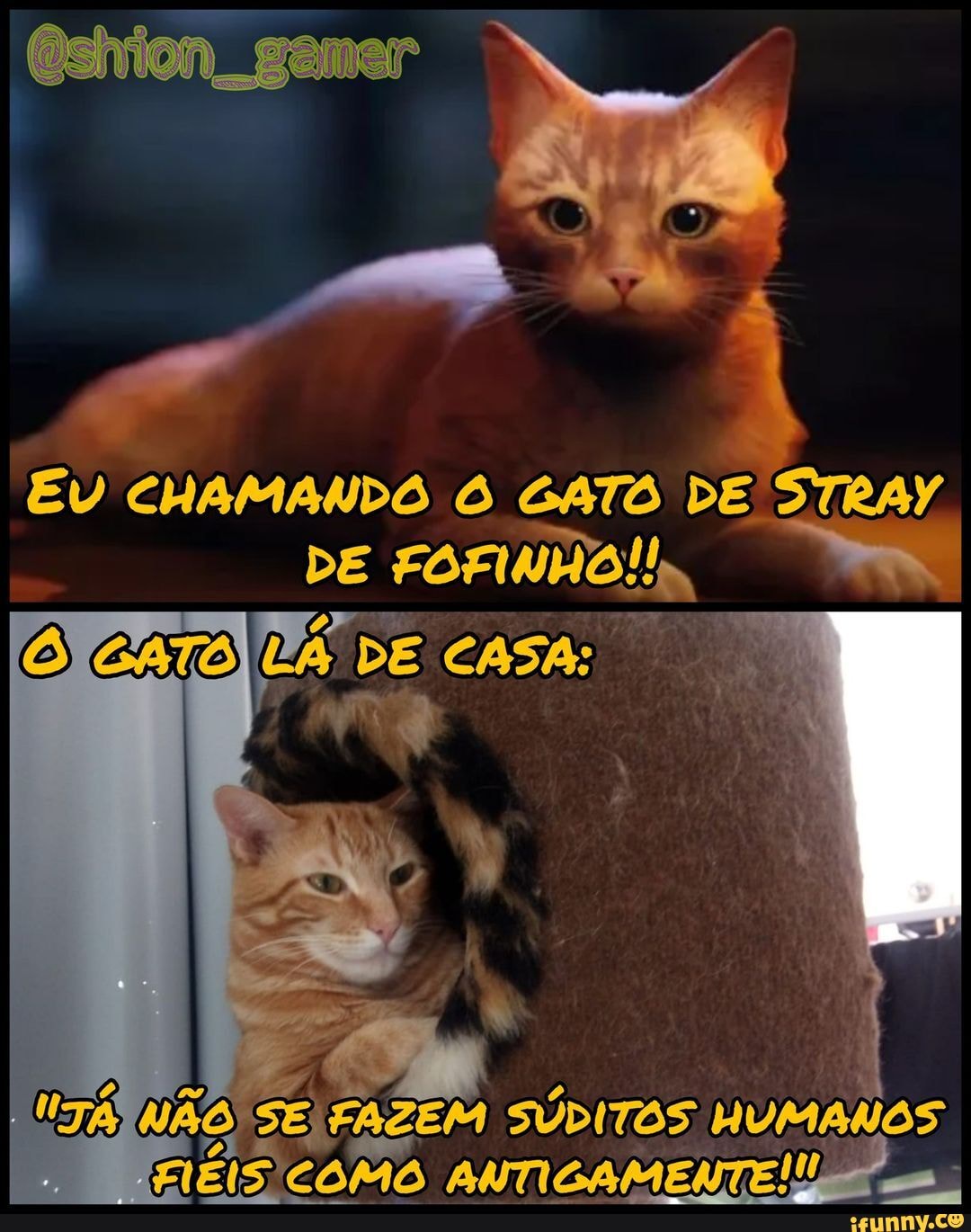 Fofinhos memes. Best Collection of funny Fofinhos pictures on iFunny Brazil