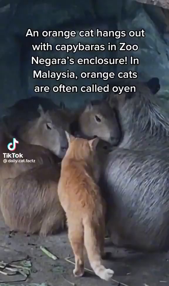 An orange cat hangs out TikTok Bidahy.cat toe with capybaras in