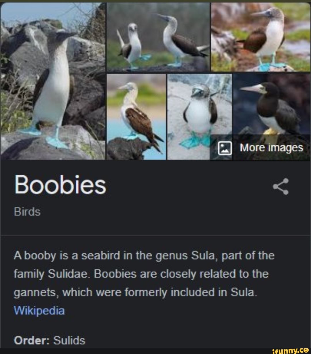 Booby - Wikipedia