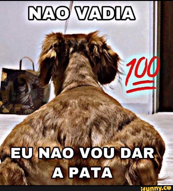 Ve prefere cão ou gata? SIM NÃO I - iFunny Brazil