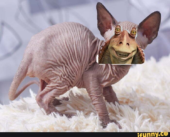 Fino señores. - iFunny  Sphinx cat, Cat memes, Animal memes