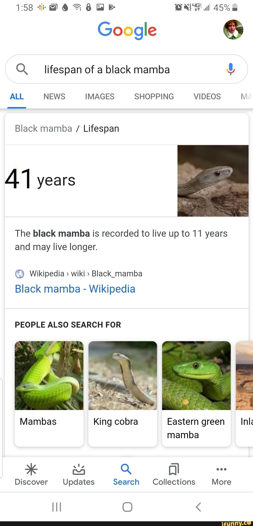 Eastern green mamba - Wikipedia