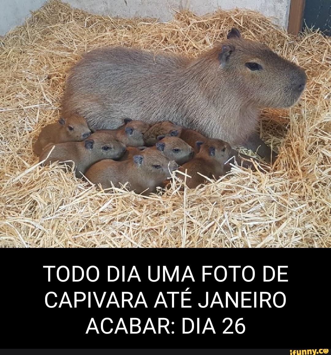 Capivara Agiota Hoje Se pessoal do ifunny é triste se a gente criar o ibad  os usuarios ficam felizes? O cara depois de pensar nisso: - iFunny Brazil