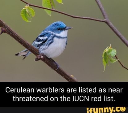 Cerulean memes. Best Collection of funny Cerulean pictures on iFunny Brazil