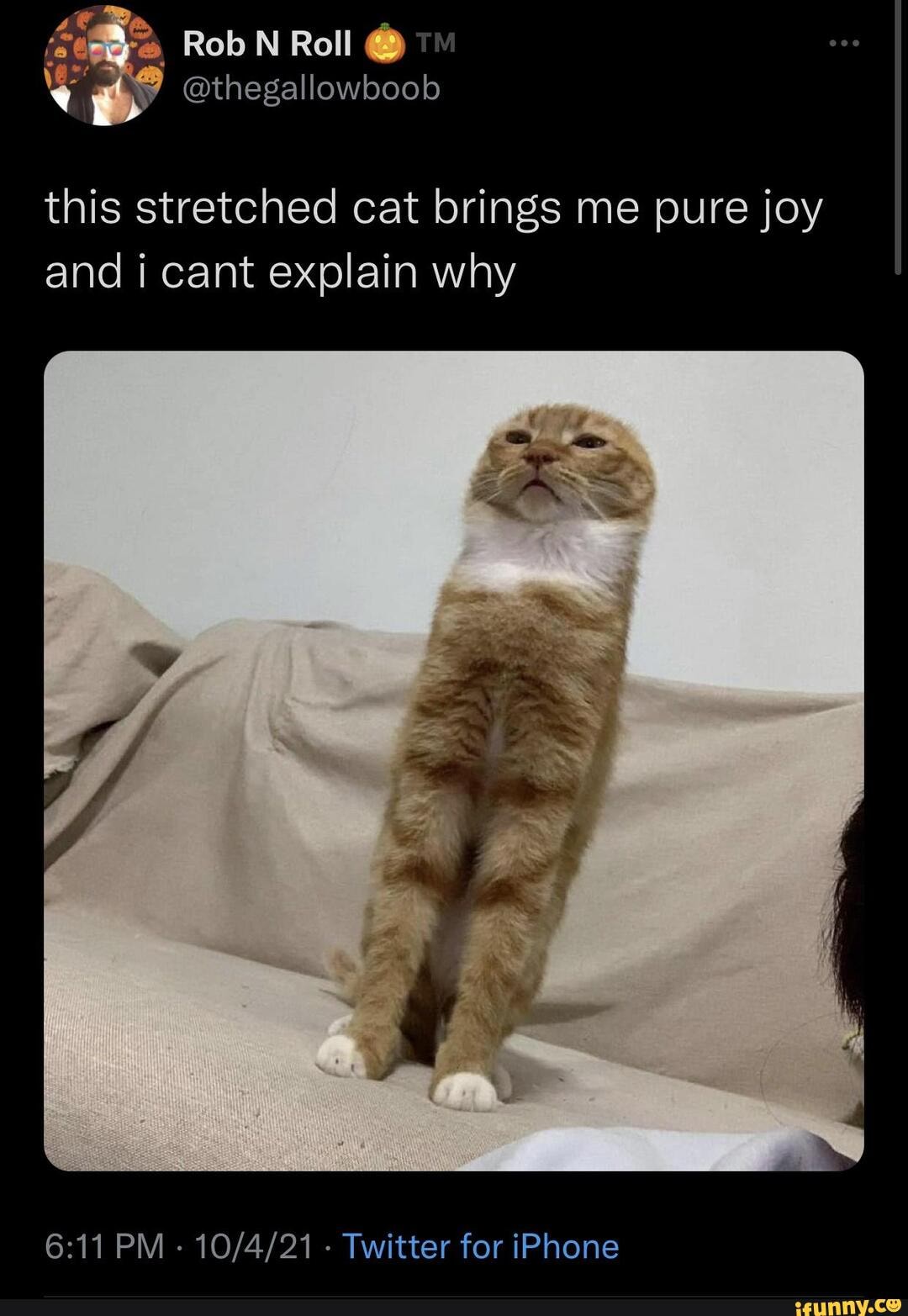 Random cat meme photo dump