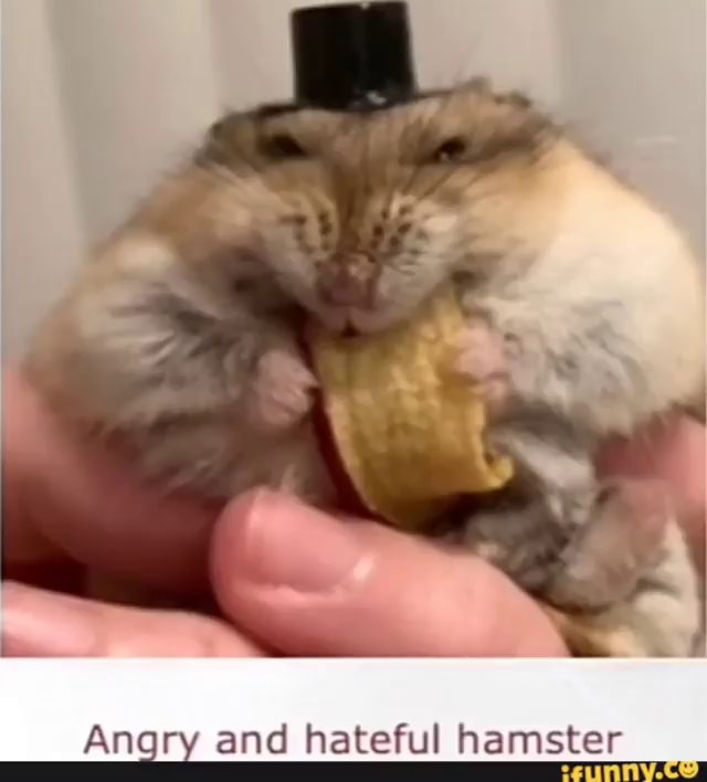 Hamster angry 2024