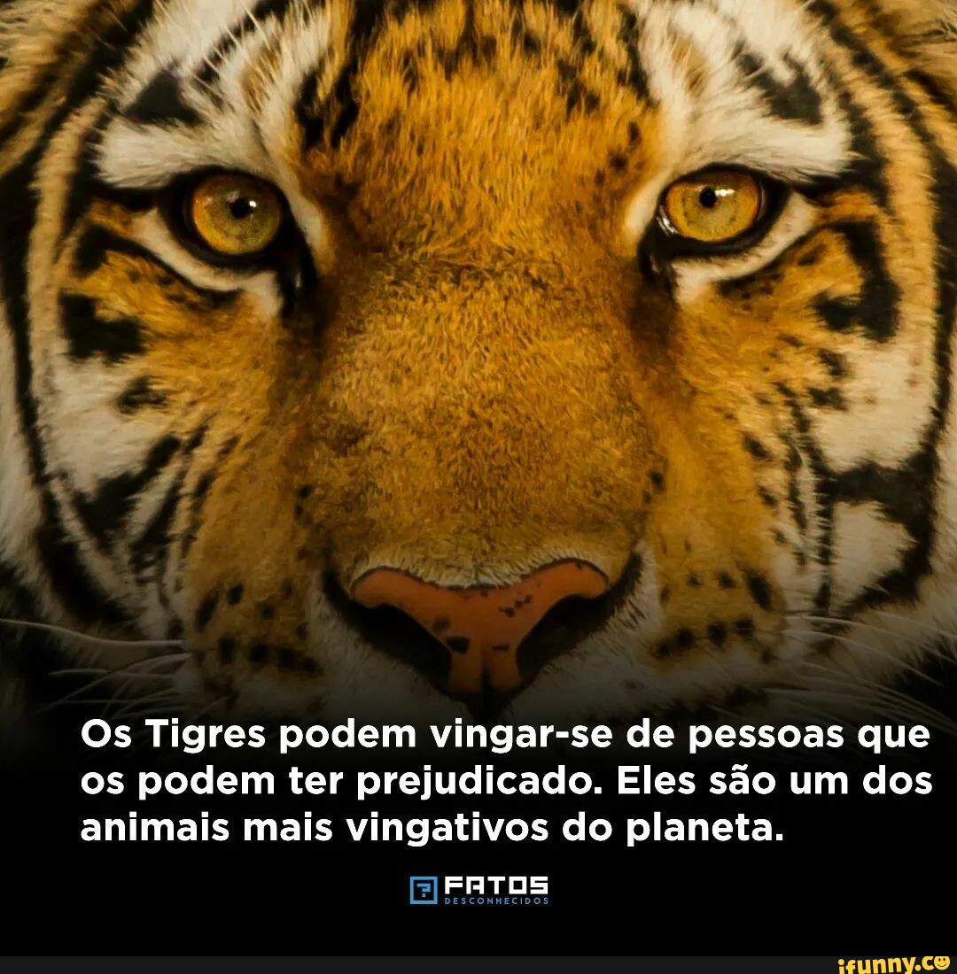 HIPERSESSÃO : Tigre defende o Dono e o Jogo
