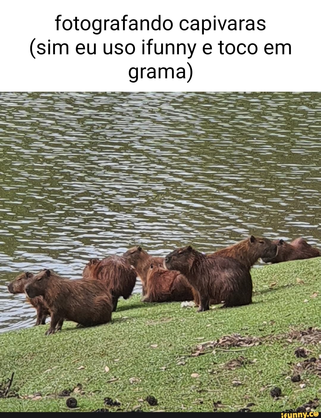 Capivara meme roblox em 2023  Fotos de capivara, Capivara, Capivaras