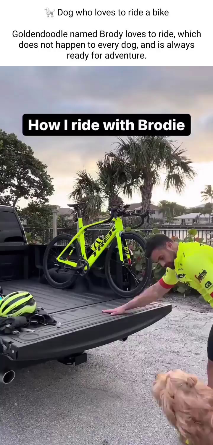 Dog who loves to ride a bike Goldendoodle named Brody loves to ride which does not happen to every dog and is always ready for adventure. How I ride with Brodie iFunny Brazil