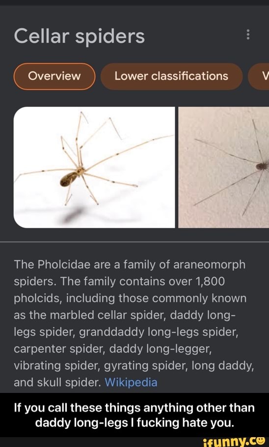 Pholcidae - Wikipedia