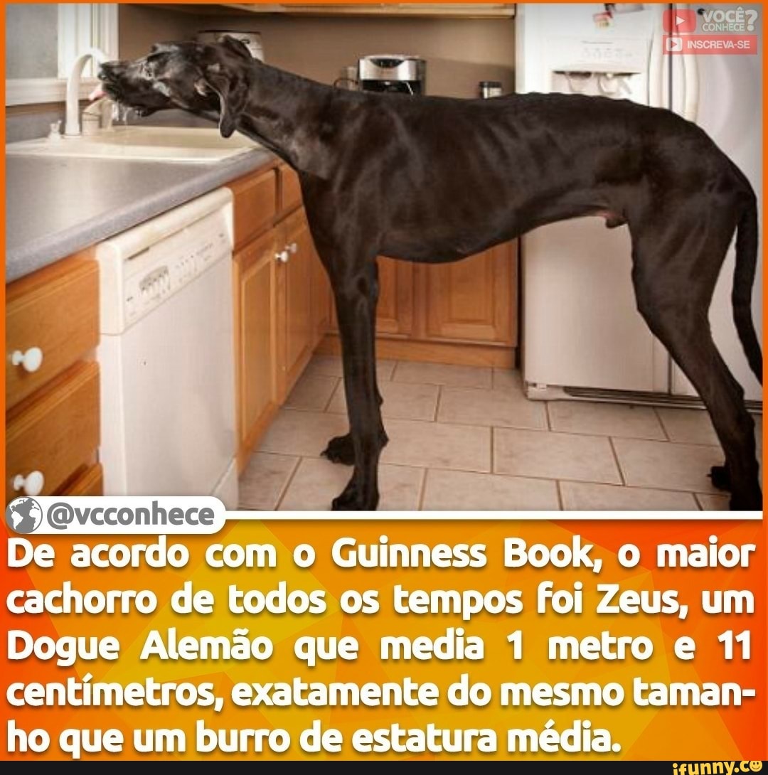 O maior cachorro do mundo é Zeus, um Dogue Alemão que mede 1.118 metros e  mora em - iFunny Brazil