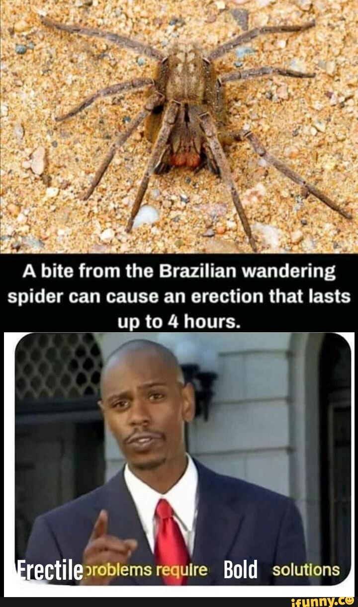 A bite from the Brazilian wandering spider can cause an erection that lasts  up to 4 hours. rectile require Bold solutions - iFunny Brazil