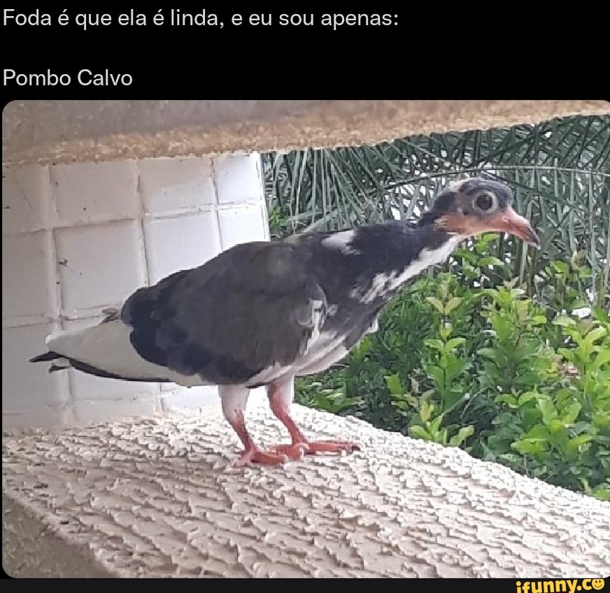 O foda que ela é linda Eeusousóo Leon Agiota do carro do ovo - iFunny Brazil