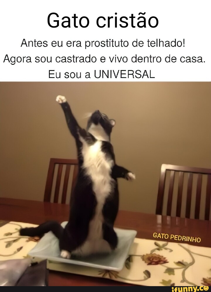 Screaming Cat faleceu, o gatinho que ficou famoso por gritar / chorar em  memes - iFunny Brazil