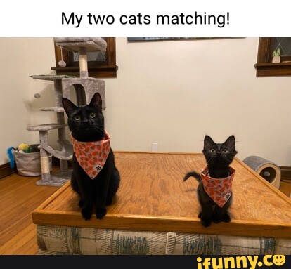 Catposting memes. Best Collection of funny Catposting pictures on iFunny  Brazil