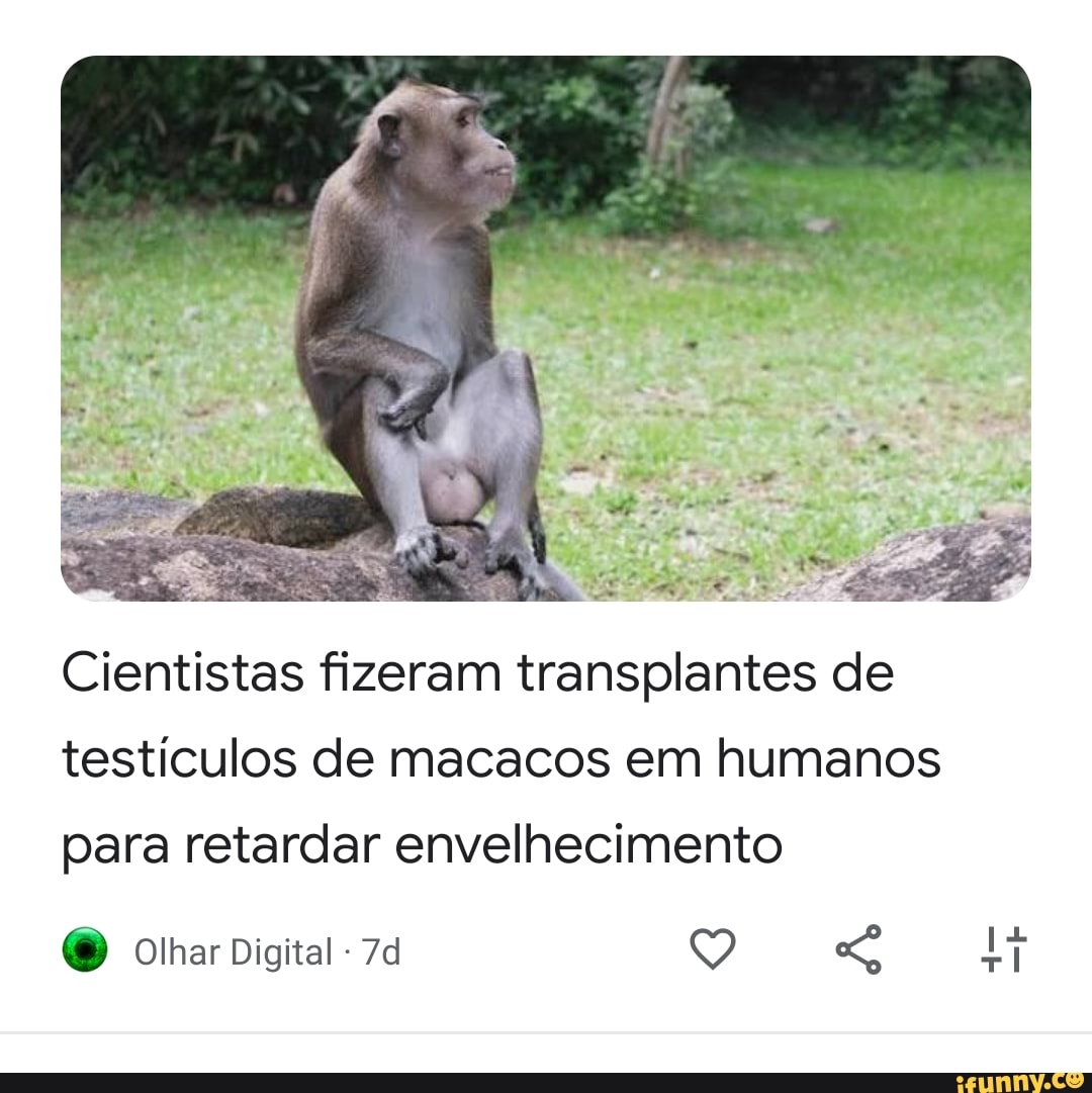 Macaco oferece a humanos esse rosto para fazer memes : r/HUEstation