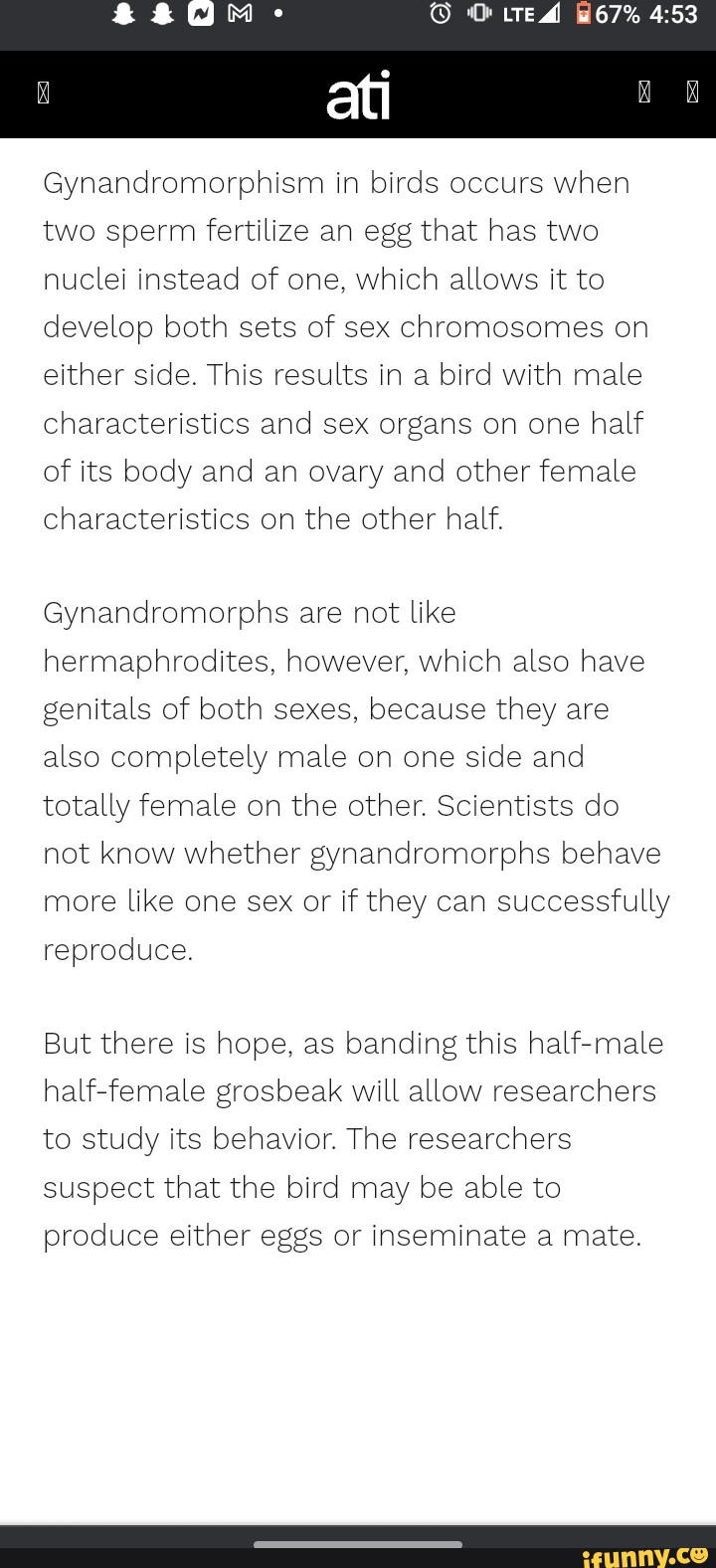 Gynandromorphism in birds occurs when two sperm fertilize an egg that has  two nuclei instead of