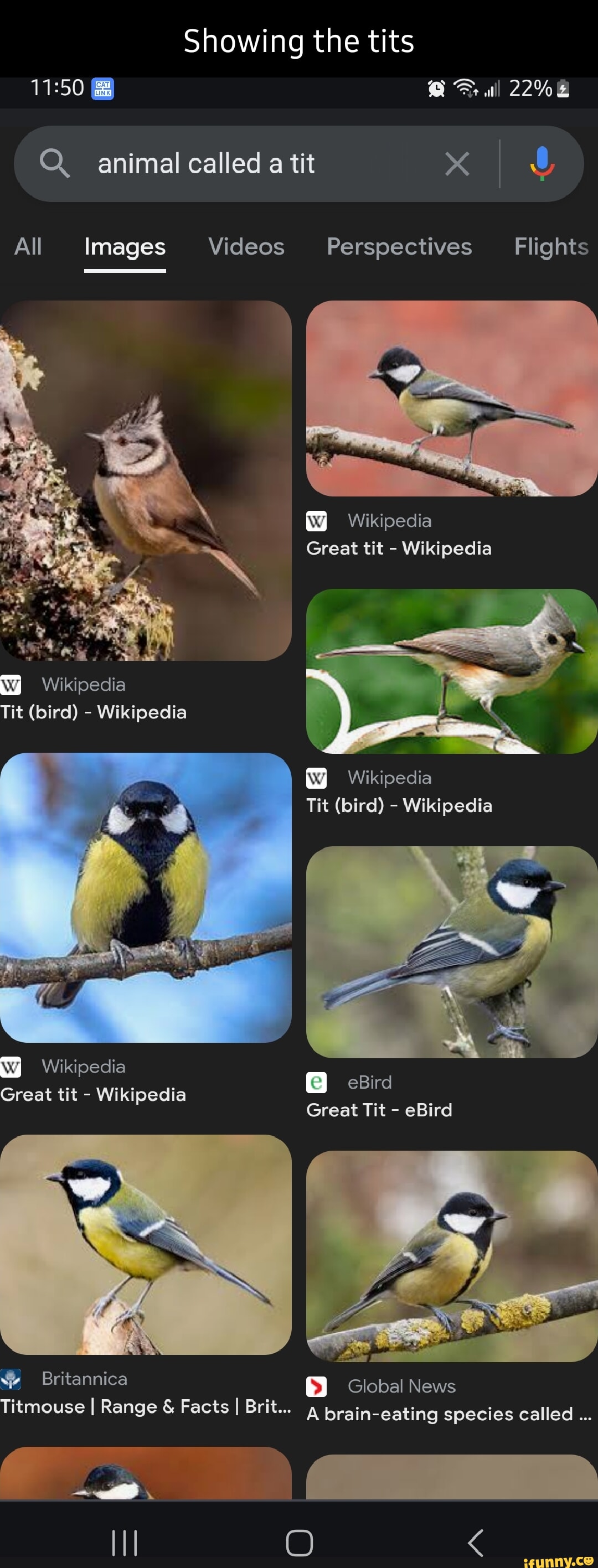 Showing the tits 22% Q. animal called a tit All Images Videos Perspectives  Flights Wikipedia