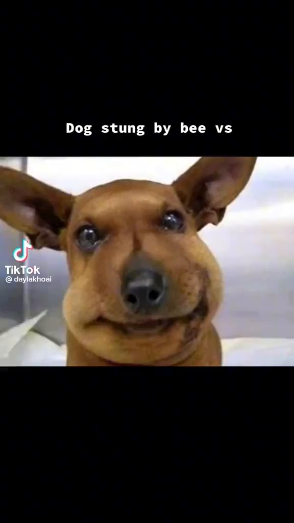 CapCut_dog stung by bee