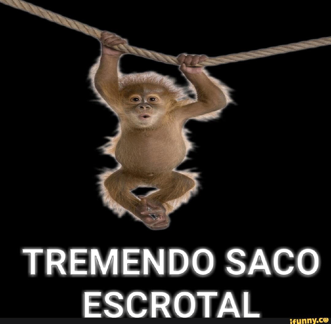 Escrotal memes. Best Collection of funny Escrotal pictures on iFunny Brazil