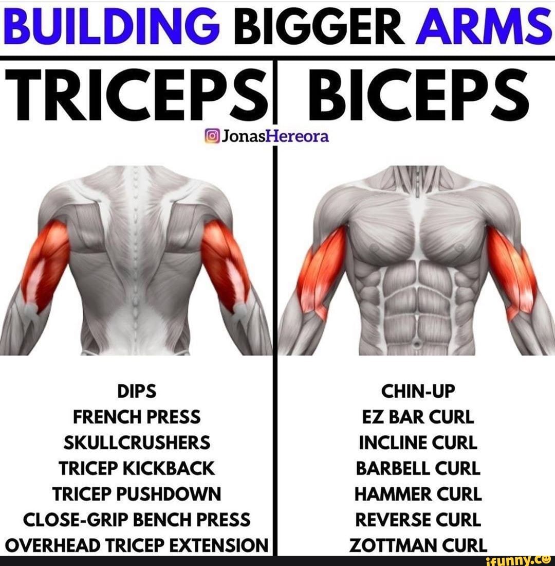 Bicep Curl- Shoulder Press- Tricep Extension by Chan Y. - Exercise