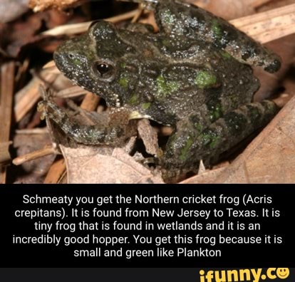Island Hopper Frog