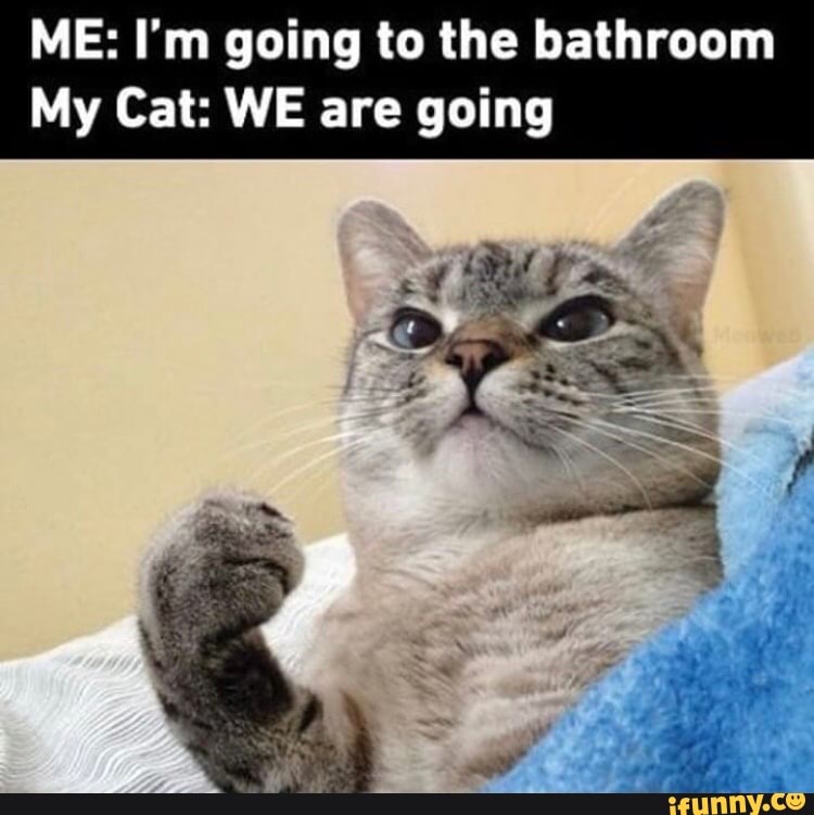 ME: I'm going to the bathroom My Cat: WE are going - iFunny Brazil