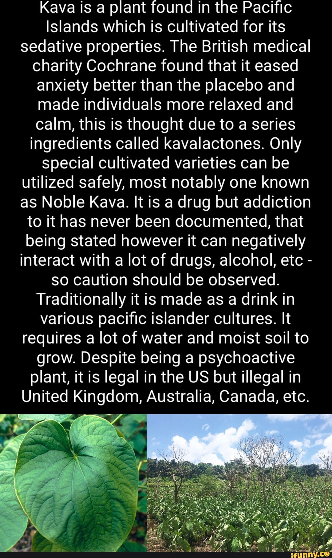 Kava is a plant found in the Pacific Islands which is cultivated for