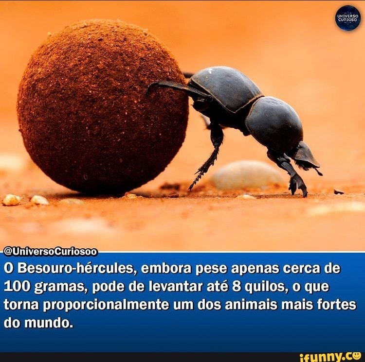 Besouro Hércules