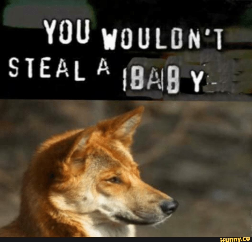 Dingo memes. Best Collection of funny Dingo pictures on iFunny Brazil