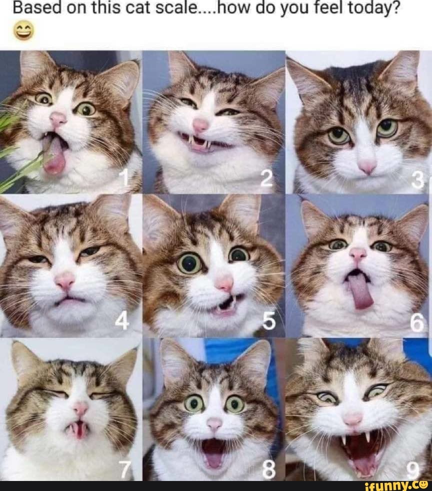 So, on this cat scale, how do you feel today? : r/aww