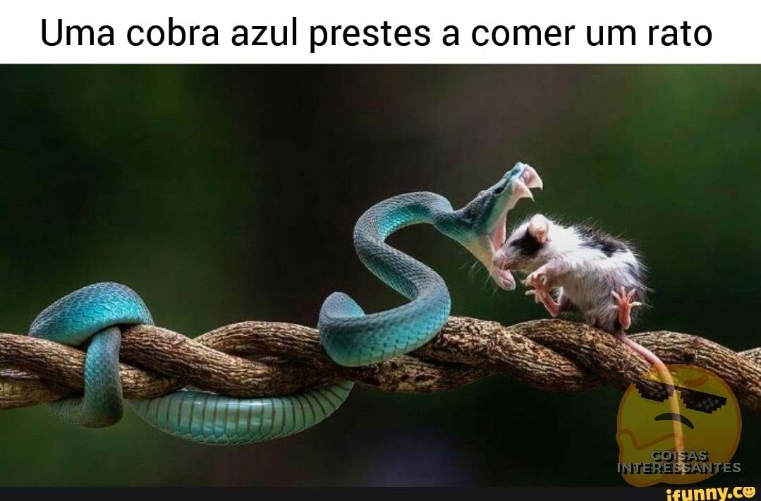 Uma cobra azul prestes a comer um rato - iFunny Brazil