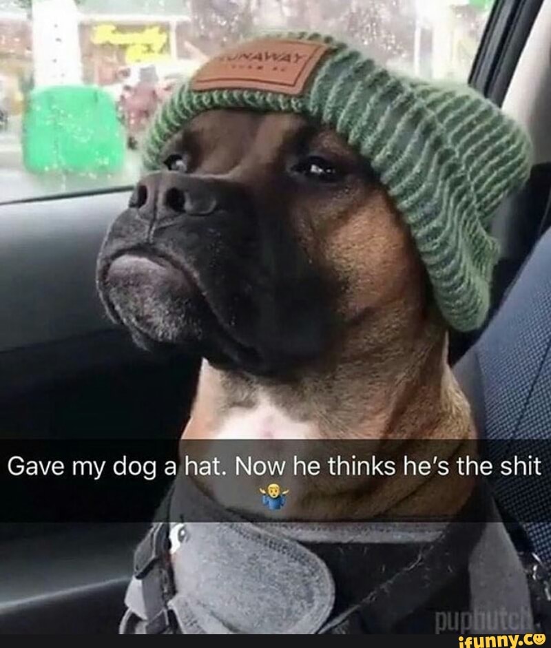 My dog and her new hat Sheriff - iFunny Brazil