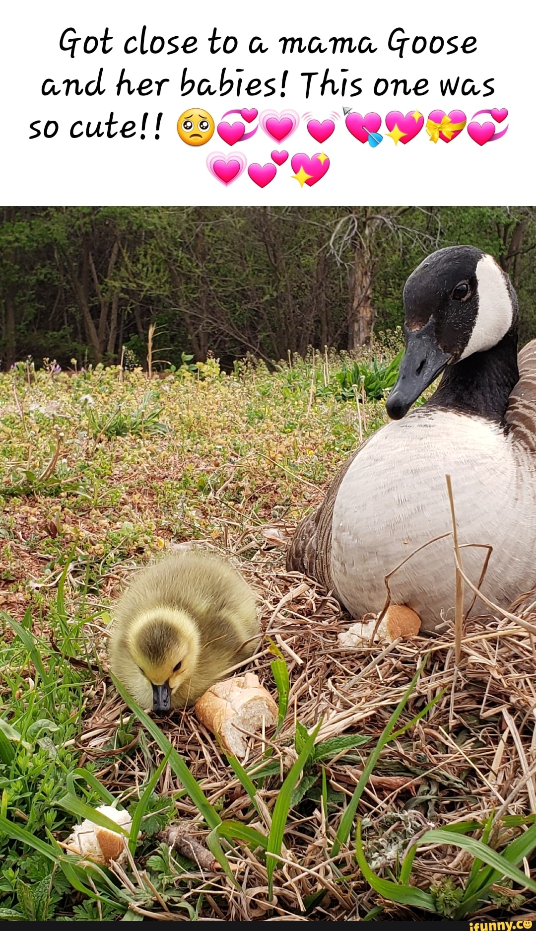 Goose memes. Best Collection of funny Goose pictures on iFunny Brazil