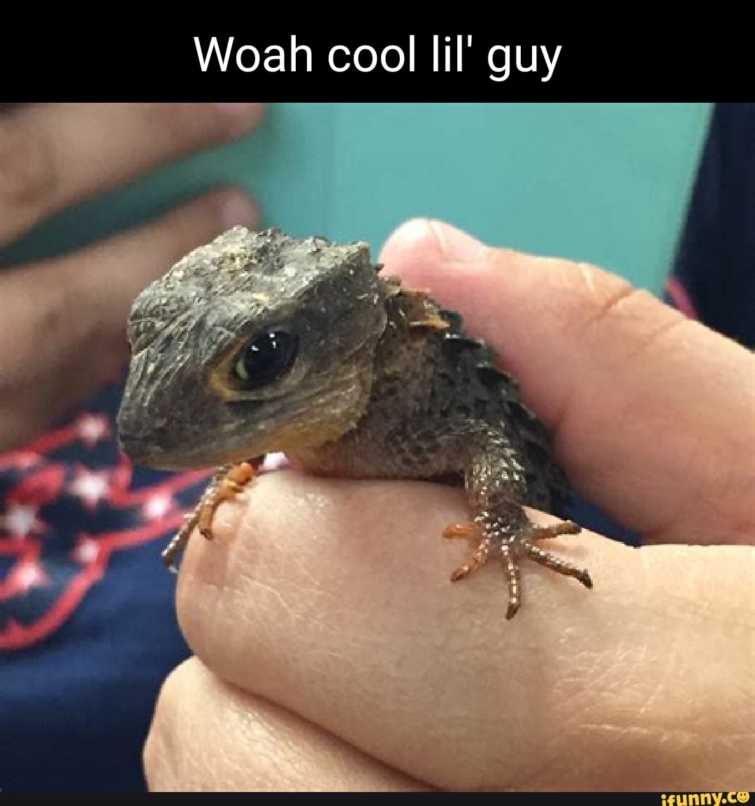 funny lizard memes