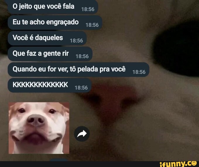 Os pets mais engraçados  Você vai rolar de rir com os vídeos mais