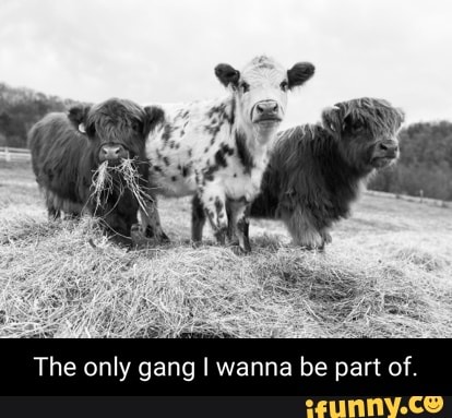 The only gang I wanna be part of - iFunny Brazil