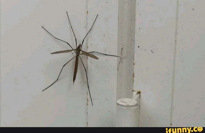 Daddylonglegs memes. Best Collection of funny Daddylonglegs