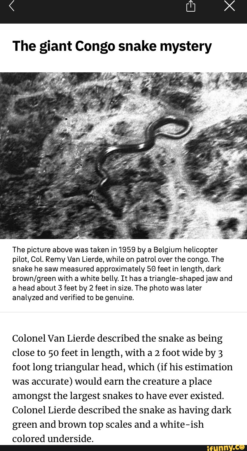 The giant Congo snake mystery The picture above was taken in 1959 by a ...