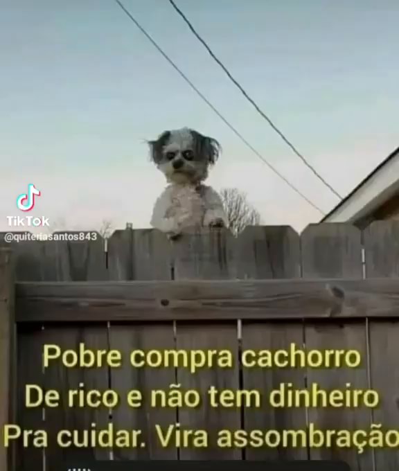 Gente,o cachorro do meme morreu) Press 'F to Pay Respects - iFunny