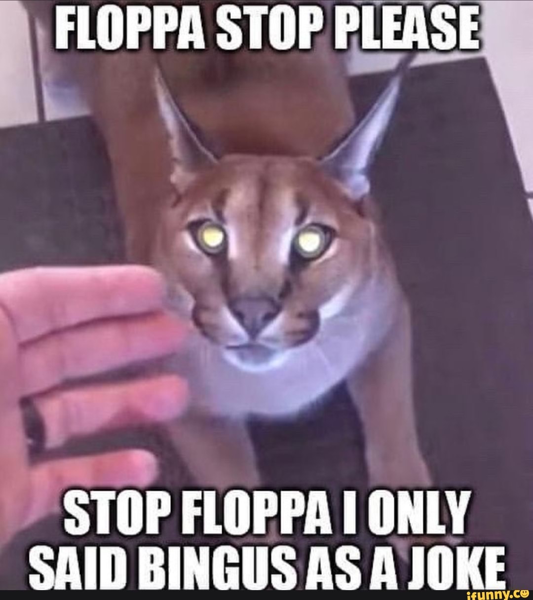 FLOPPA FRIDAY  Memes, Cat memes, Funny animal jokes