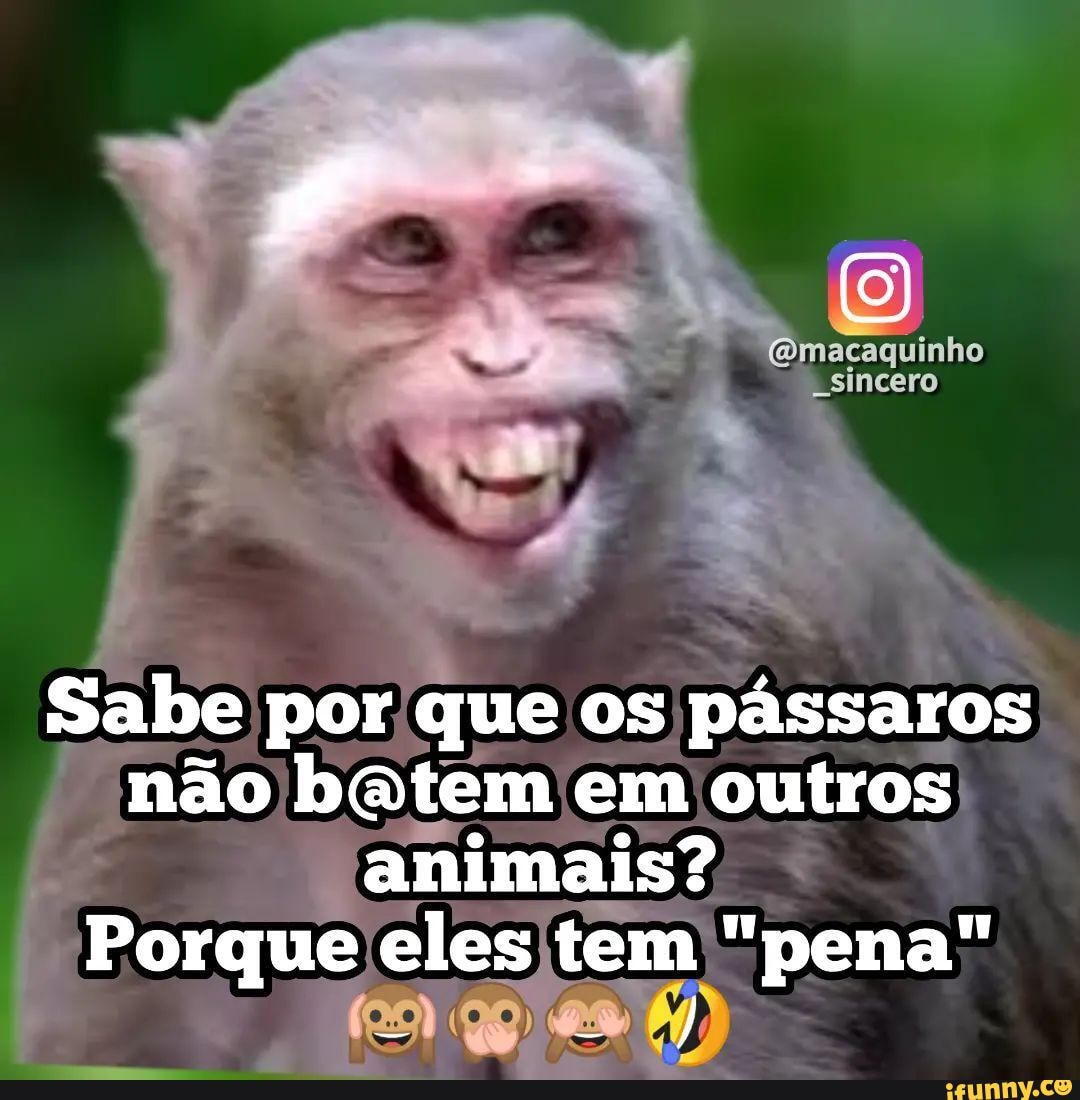 Macaco Sincero - Macaco Sincero added a new photo.