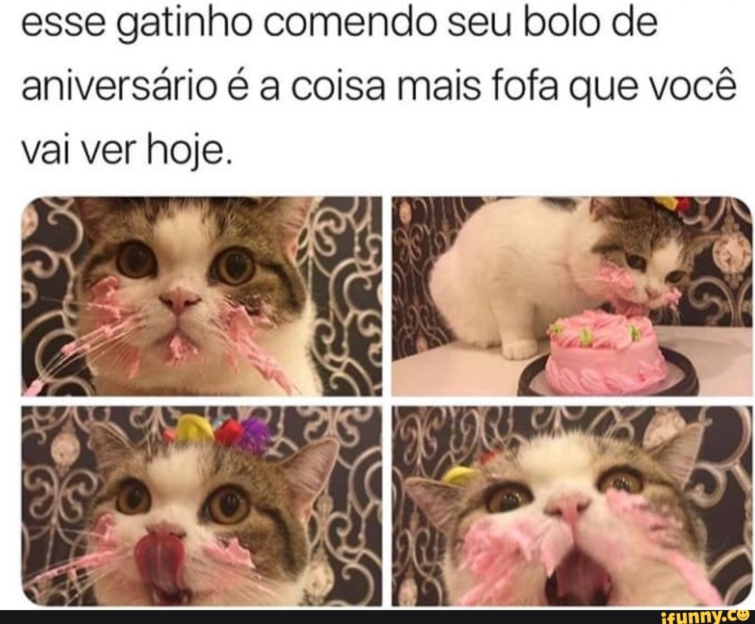 Esse gatinho comendo seu bolo de aniversário é a coisa mais fofa que você  vai ver hoje. - iFunny Brazil