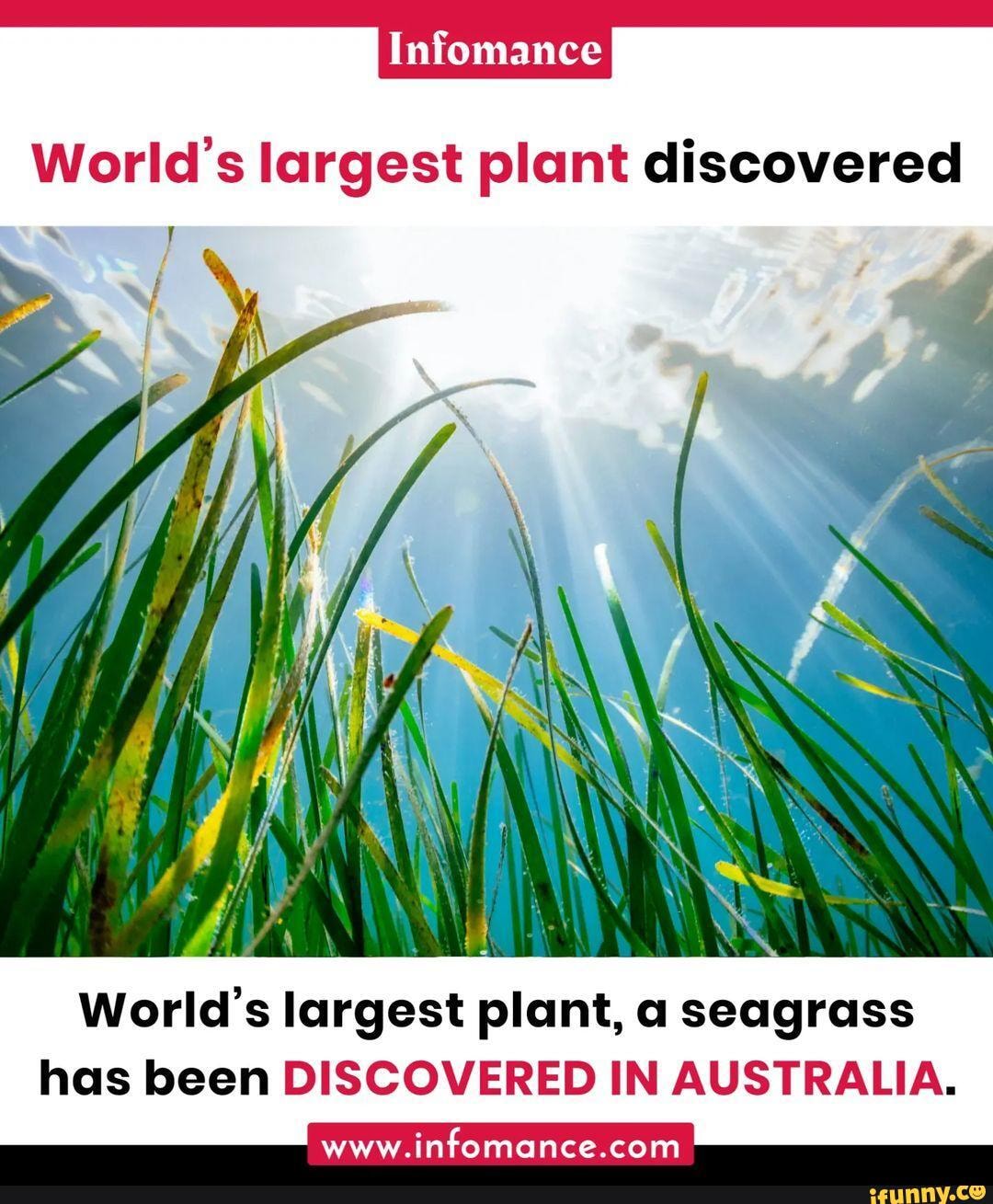 Infomance Worlds Largest Plant Discovered Ar Worlds Largest Plant A Seagrass Has Been 